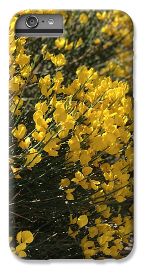 Spanish Broom - Phone Case