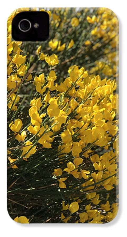 Spanish Broom - Phone Case