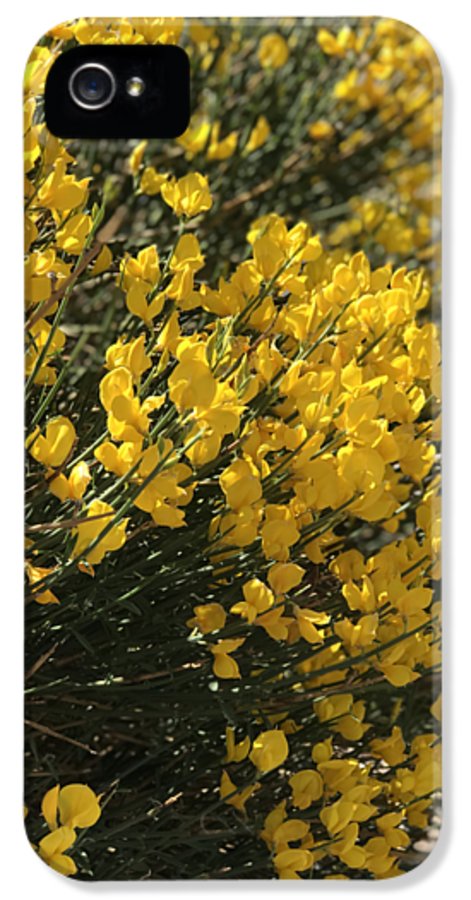 Spanish Broom - Phone Case