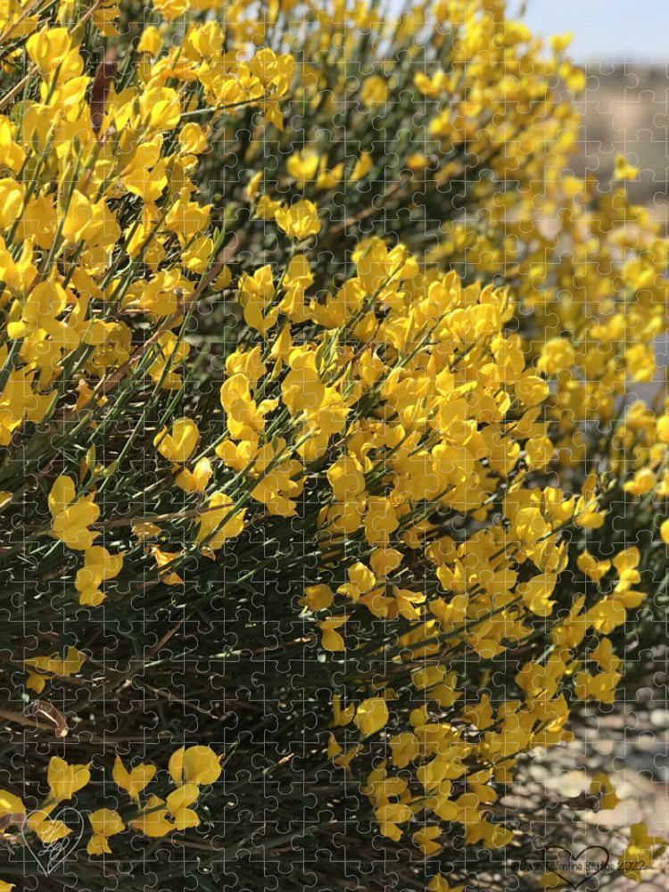 Spanish Broom - Puzzle