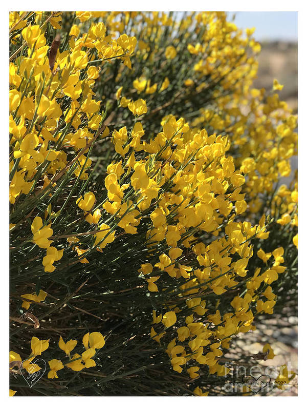 Spanish Broom - Art Print