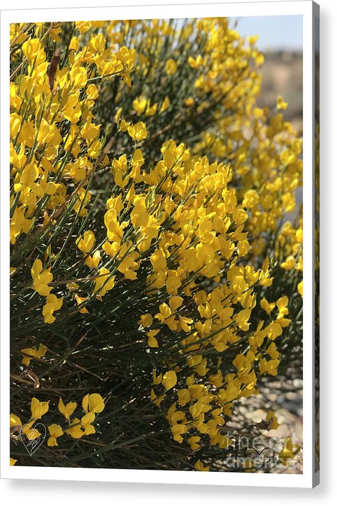 Spanish Broom - Acrylic Print