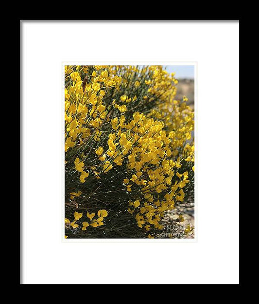 Spanish Broom - Framed Print