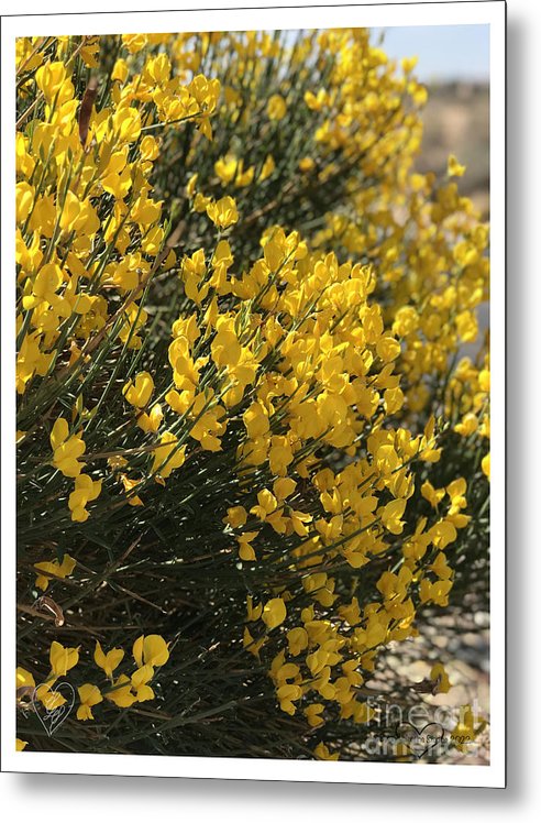 Spanish Broom - Metal Print