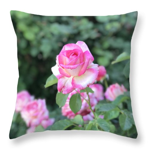 Touch of Pink - Throw Pillow