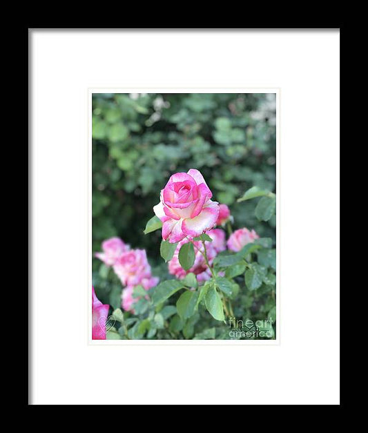 Touch of Pink - Framed Print