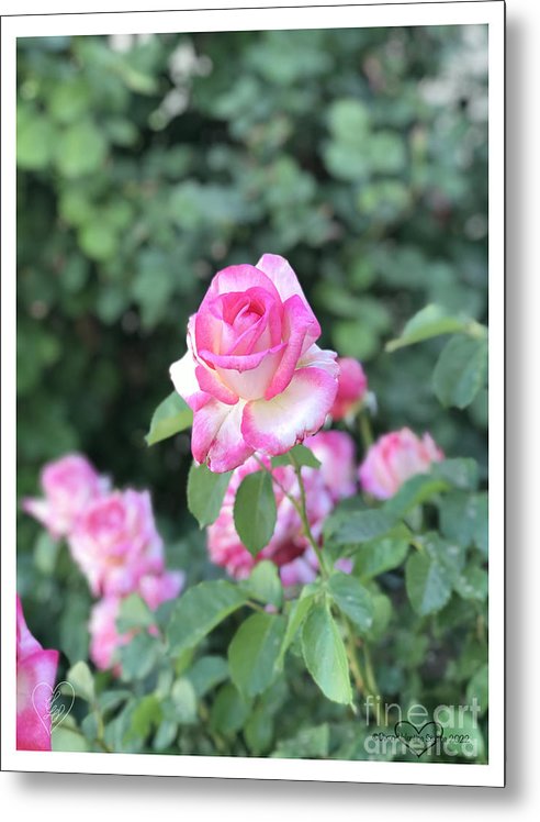 Touch of Pink - Metal Print