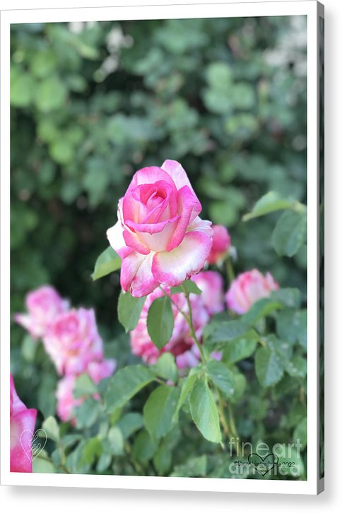 Touch of Pink - Acrylic Print